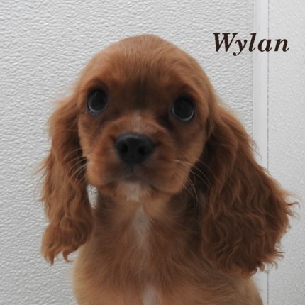 puppy, for, sale, Cockilear, Joe & Cherri  Overlease, dog, breeder, Miller, MO, dog-breeder, puppy-for-sale, forsale, nearby, find, puppyfind, locator, puppylocator, aca